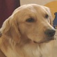 Breed All About It: Golden Retriever