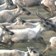 Planet Earth: Plains: Following the Caribou