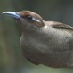 Planet Earth: Jungles: Birds of Paradise