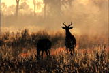 Nature's Most Amazing Events: Kalahari Fires