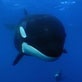 A Man Among Orcas: To Catch a Penguin