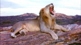 A Lion Called Christian: Christian the Lion on YouTube