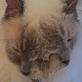 Weird, True & Freaky: Frankenlouie the Two-Faced Cat