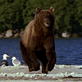 Killer Clips: Grizzly Bears Battle