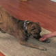 Petfinder: How to Teach 'Take a Bow'