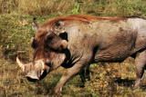 Warthog