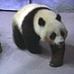 Panda Behavior: Walking