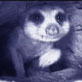 Meerkat Manor: A World Beneath