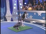 Pet Star: Awesome Wins