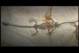 Mammals Vs. Dinos Shorts: Liaoning Fossils