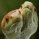 Weird True & Freaky: Golden Girls: Two Headed Snake