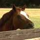 The Pet Psychic: Horse Expectations