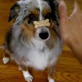 Hilarious Dogs: Sweet Treat Trick