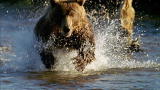 Wild Russia: Kamchatka Bear vs. Pacific Salmon