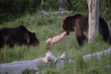 Bear Feeding Frenzy: Why Bears Attack Humans