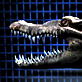 When Animals Strike: Gator Strike Hell