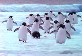 Understanding Shorts: Animals and Sea Ice