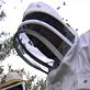 When Animals Strike: Bees That Kill