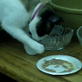 Bissell Pet Games Week 4: Baby Likes to Eat and Watch B ...