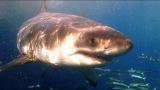 Shark Week: Unexpected Attack