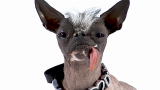 Most Outrageous: Elwood the Ugly Dog