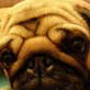 Bissell Pet Games Week 7: Zoe the Pug