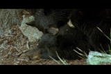 Natural World: Bear Hibernation