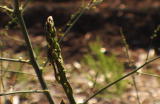 G-Word Online Clips: All Asparagus