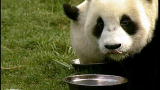 2008: The Year in Animals: No. 2 - Giant Pandas in Chin ...