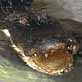 The Pet Psychic: Chester the Gator