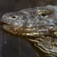 Jaws and Claws: Komodo