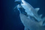 Weird True & Freaky: Shark Cannibalism