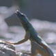play video on Discovery Channel