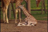 Growing Up Giraffe: Giraffe Fall