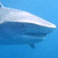 Shark Week: Tigers