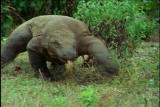 Fooled by Nature: Komodo Dragon Teeth