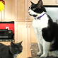 Petfinder: Spaying and Neutering