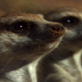 Meerkat Manor: Episode 13