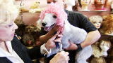 Most Outrageous: Dog Wigs