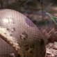 Killer Clips: Snake and Coati