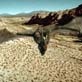 play video on Animal Planet