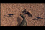 Mammals Vs. Dinos: T Rex Hunting Packs