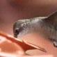 Amazing Animal Videos: The Hummer Helmet