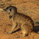 Meerkat Manor: Tracking Stories