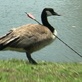 Animal Cops Detroit: Wild Goose Chase