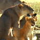 Fooled by Nature Quiz: Lion