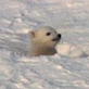 play video on Discovery Channel