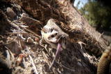I Was Bitten: Rattlesnake Bite Symptoms