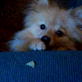 Bissell Pet Games Week 6: Leon Wants Chips