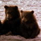 Jaws and Claws: Grizzly